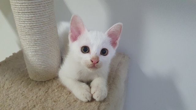 Goldieyes - Domestic Short Hair Cat