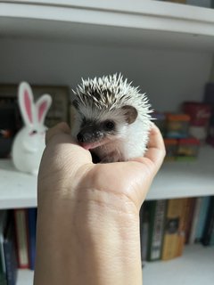 Hedgehogg  - Hedgehog Small & Furry