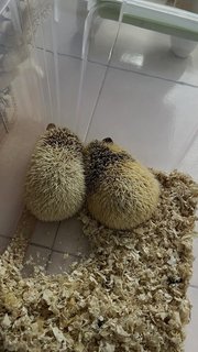 Hedgehogs - Hedgehog Small & Furry