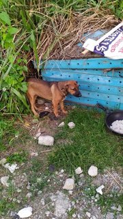 Young Puppy For Adoption - Mixed Breed Dog