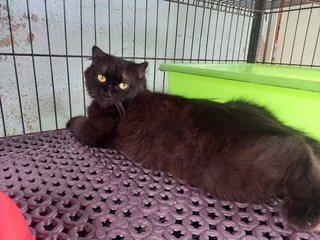 Lily - Scottish Fold + Domestic Long Hair Cat