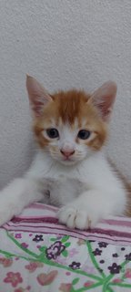 Baby Oyen - Domestic Short Hair Cat