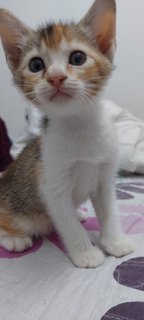 Baby Oyen - Domestic Short Hair Cat