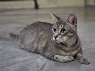 Cinderella - Domestic Short Hair + Tabby Cat