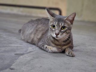 Cinderella - Domestic Short Hair + Tabby Cat