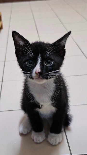 Cinderella - Domestic Short Hair + Tabby Cat