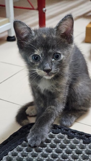 Cinderella - Domestic Short Hair + Tabby Cat