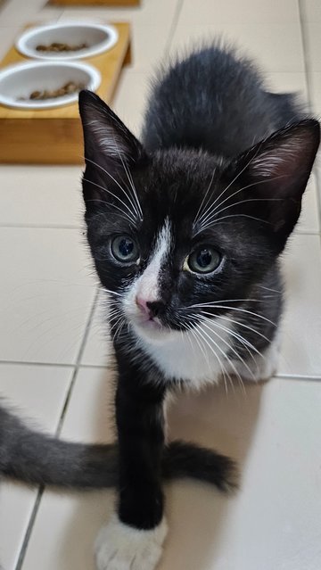 Cinderella - Domestic Short Hair + Tabby Cat