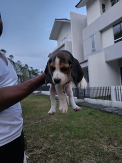 Leo - Beagle Dog