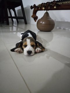 Leo - Beagle Dog