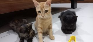 Cookie And Siblings  - Domestic Short Hair Cat