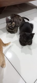 Cookie And Siblings  - Domestic Short Hair Cat