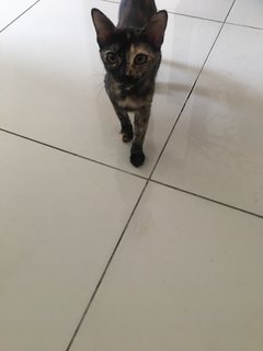 Cookie And Siblings  - Domestic Short Hair Cat