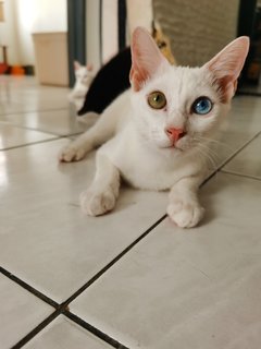 Tang Yuan - Domestic Short Hair Cat