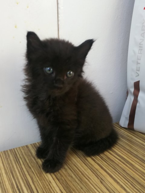 Cat -kofi - Maine Coon + Domestic Long Hair Cat