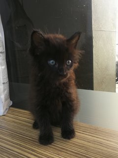 Cat -kofi - Maine Coon + Domestic Long Hair Cat