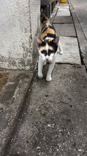 Butter (Butterscotch) - Domestic Short Hair + Calico Cat