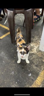 Butter (Butterscotch) - Domestic Short Hair + Calico Cat