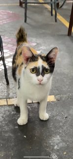 Butter (Butterscotch) - Domestic Short Hair + Calico Cat