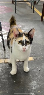 Butter (Butterscotch) - Domestic Short Hair + Calico Cat