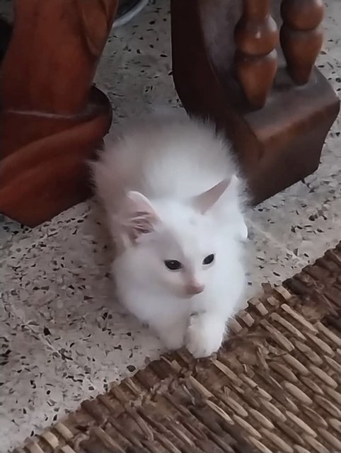 Miss Snowball  - Domestic Short Hair Cat