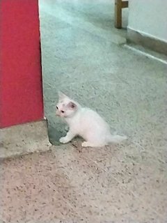 Miss Snowball  - Domestic Short Hair Cat