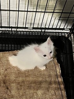 Miss Snowball  - Domestic Short Hair Cat