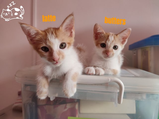 Latte And Butters - Domestic Short Hair Cat