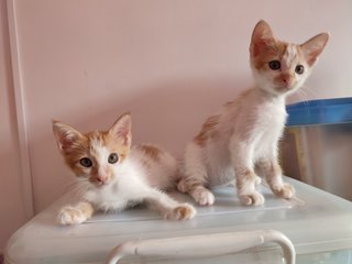 Latte And Butters - Domestic Short Hair Cat