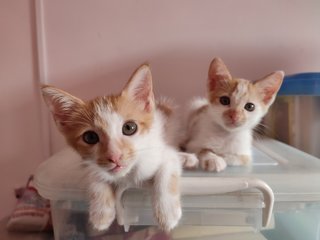 Latte And Butters - Domestic Short Hair Cat