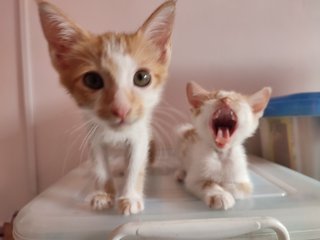 Latte And Butters - Domestic Short Hair Cat