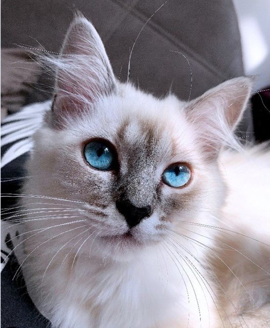 Sky - Balinese Cat