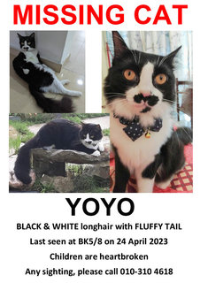 Yoyo - Domestic Long Hair Cat