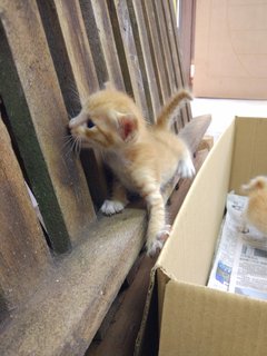 Ginger - Domestic Medium Hair Cat