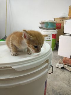 Ginger - Domestic Medium Hair Cat