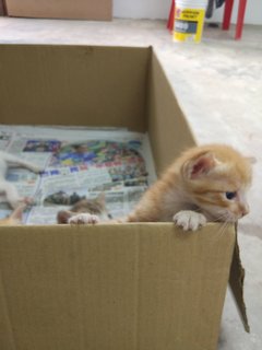 Ginger - Domestic Medium Hair Cat