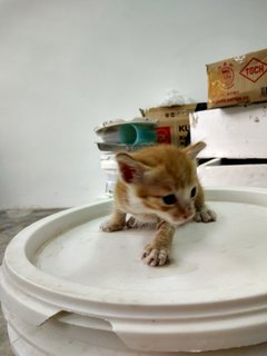 Ginger - Domestic Medium Hair Cat