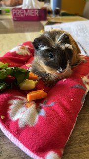 Remy enjoying some greens