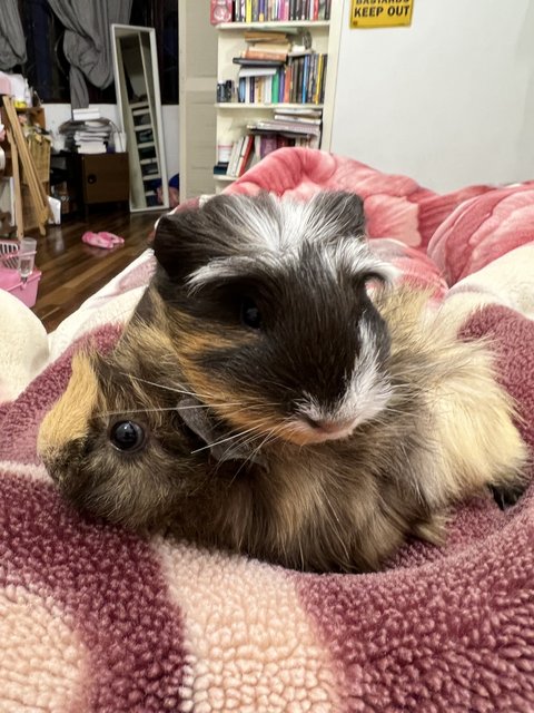 2 Guinea Pigs: Remy And Roku - Guinea Pig Small & Furry