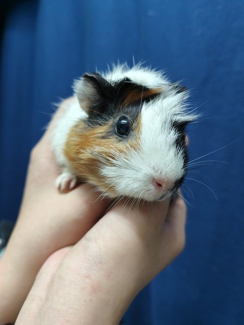 Peanut - Guinea Pig Small & Furry