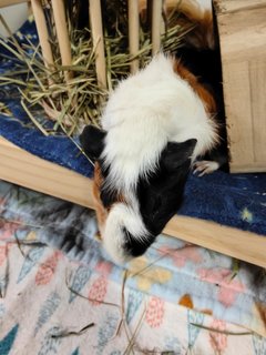 Peanut - Guinea Pig Small & Furry