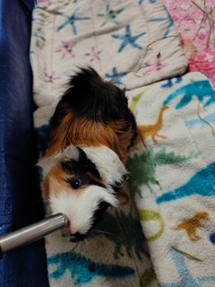 Peanut - Guinea Pig Small & Furry