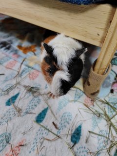 Peanut - Guinea Pig Small & Furry