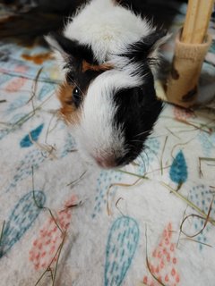 Peanut - Guinea Pig Small & Furry