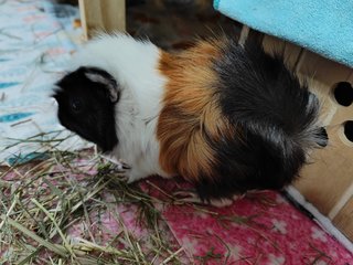 Peanut - Guinea Pig Small & Furry