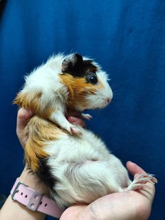 Peanut - Guinea Pig Small & Furry