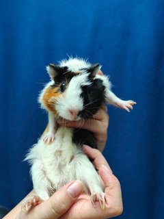 Peanut - Guinea Pig Small & Furry