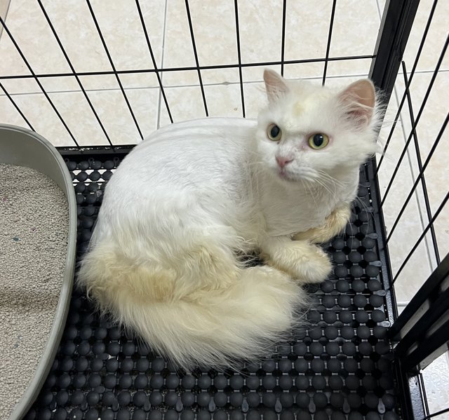 Puteh - Persian + Domestic Long Hair Cat