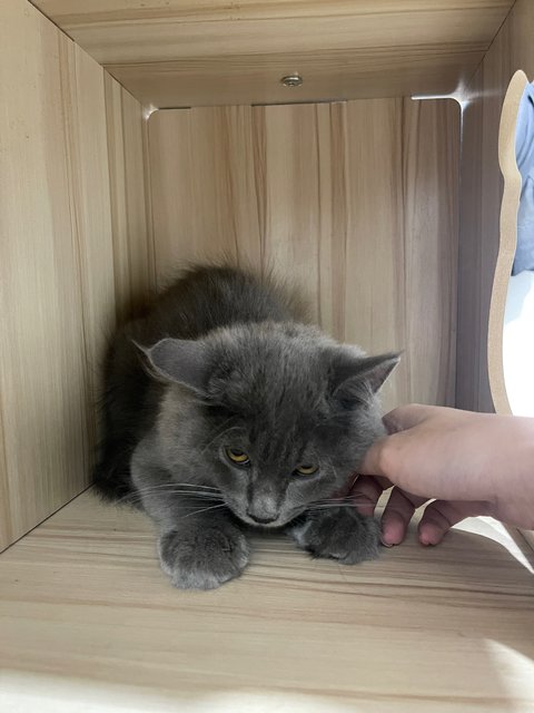 Tungtung - British Shorthair + Domestic Medium Hair Cat