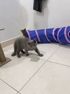 Tungtung - British Shorthair + Domestic Medium Hair Cat